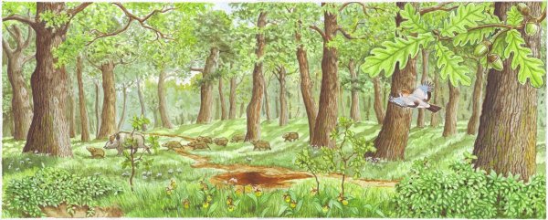 Лес карандашом для детей