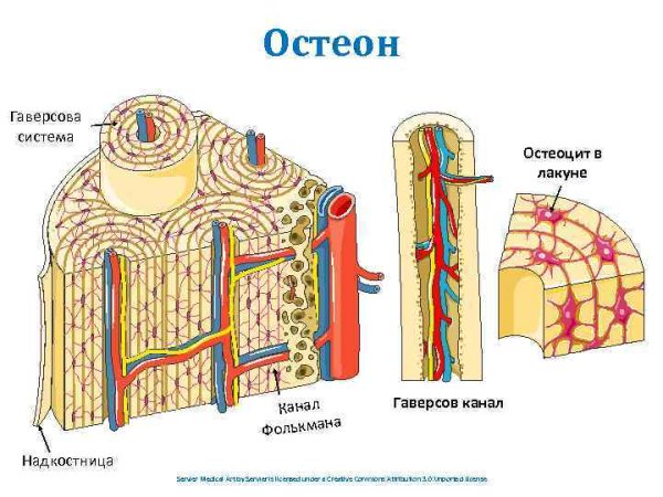Строение кости гаверсова система