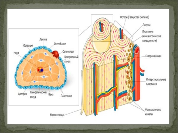 Строение кости гаверсова система