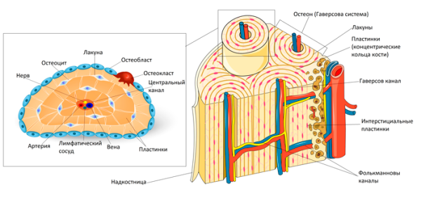 Схема остеона поперечный срез