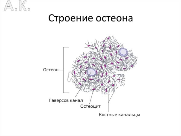 Схема строения остеона