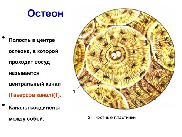 Остеон соединительная ткань
