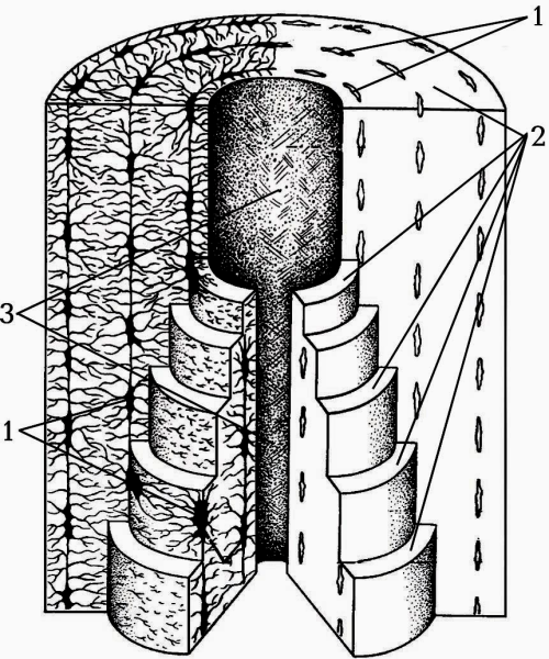 Остеон анатомия
