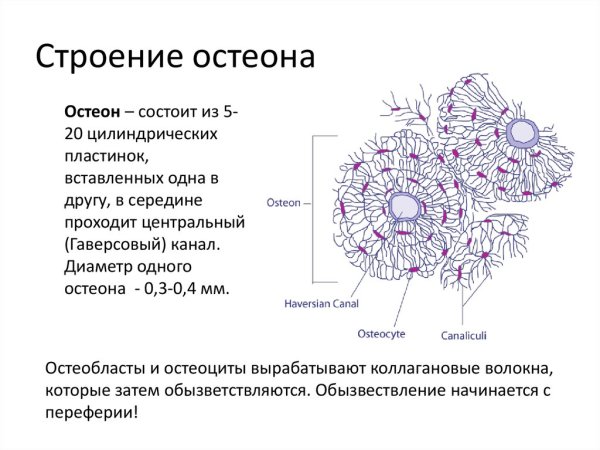 Схема строения остеона