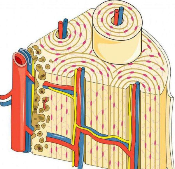 Гаверсов канал остеона