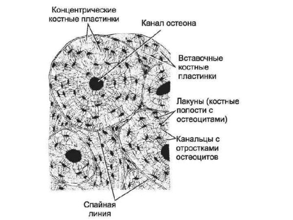 Остеон гаверсова система