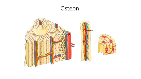 Osteon рисунок