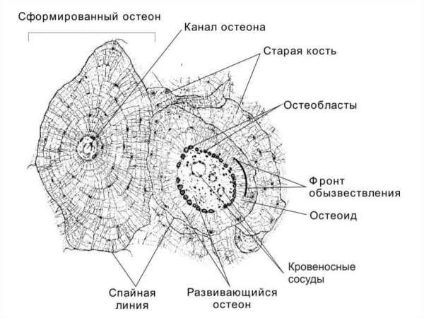 Компактная пластинчатая костная ткань строение