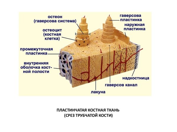 Кортикальный слой клетки