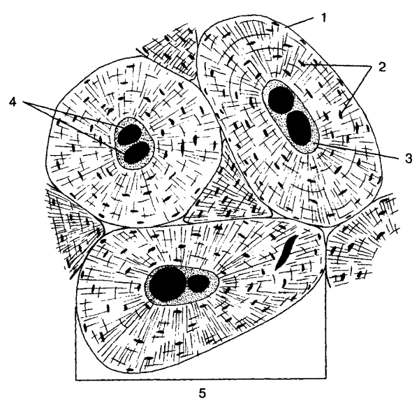 Строение кости Остеон