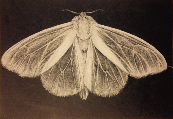 Старый мотылёк