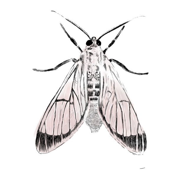 Черно белая моль