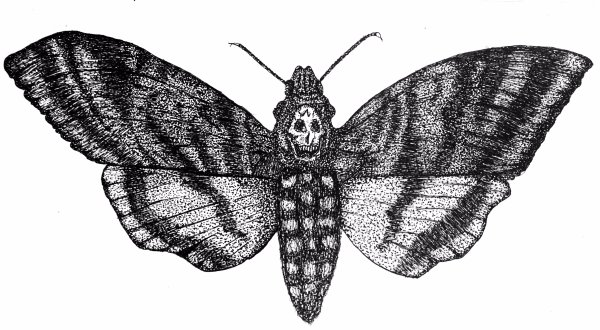 Черно белая моль