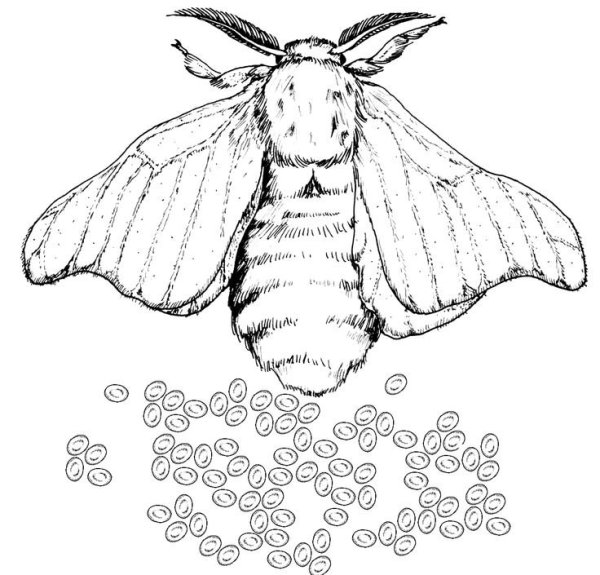 Тутовый шелкопряд черно белое