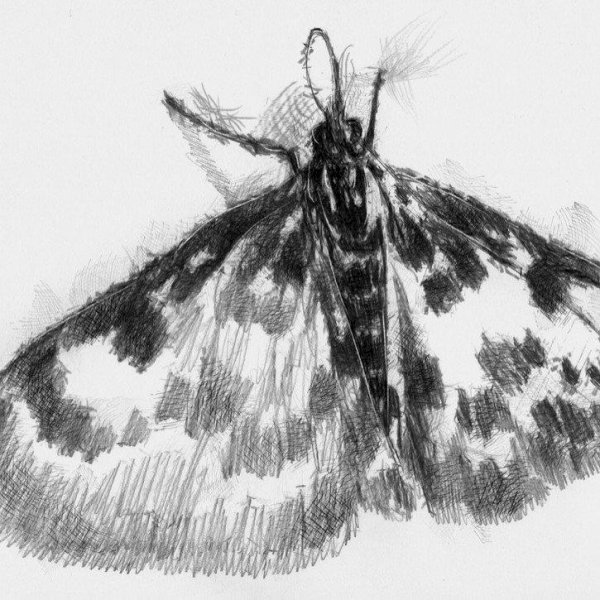 Моль нарисованная