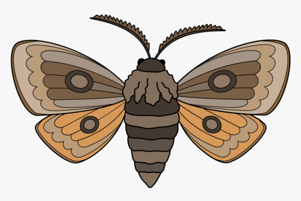 Моль нарисованная