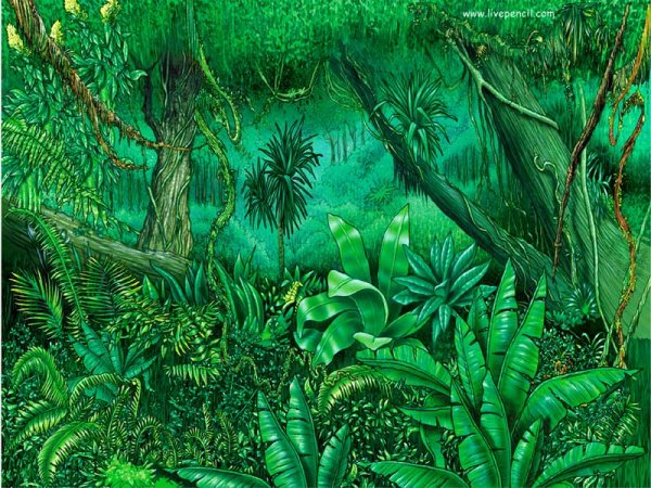 Тропические леса для детей