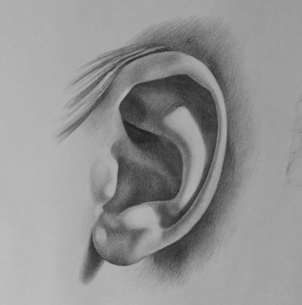 Ухо иллюстрация