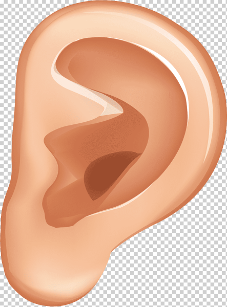 Рисунок уха человека