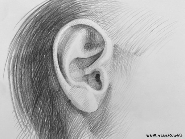 Ухо рисовать