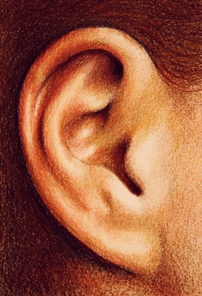Изображение уха для детей