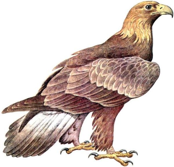 Беркут для детей