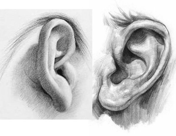 Ушки раскраска