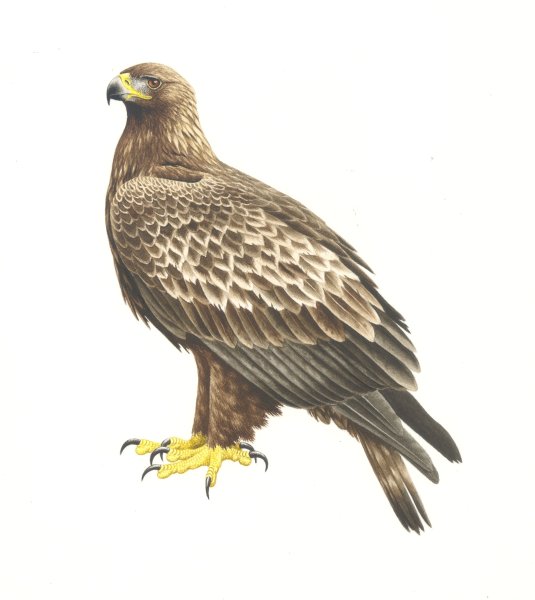 Степной Орел