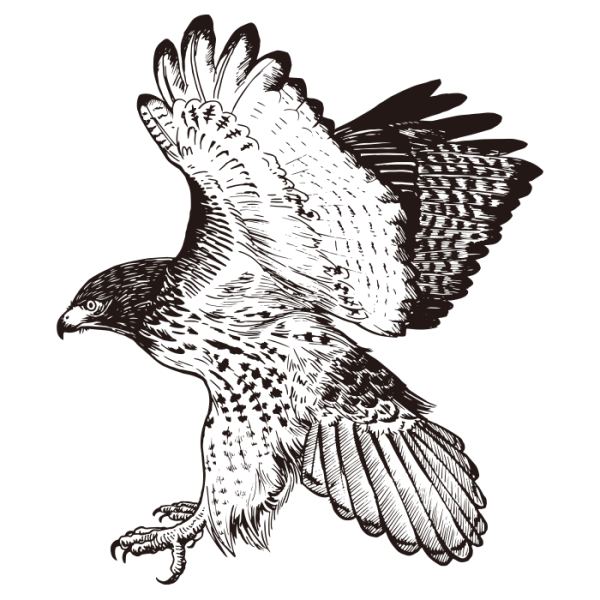 Орел рисунок