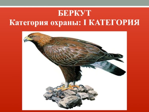 Беркут птица для детей