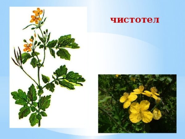 Чистотел растение