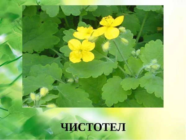 Трава чистотела Фармакогнозия