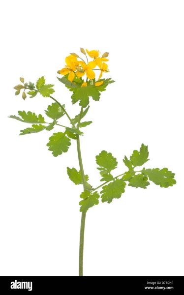 Чистотел растение раскраска