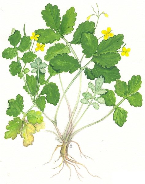 Чистотел Фармакогнозия