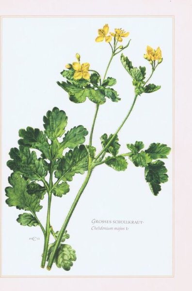 Чистотел большой Фармакогнозия