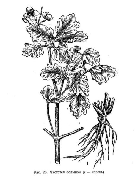 Чистотел раскраска