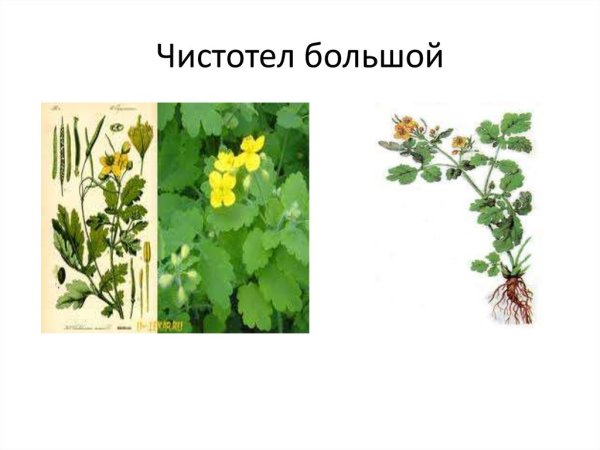 Chelidonium majus строение