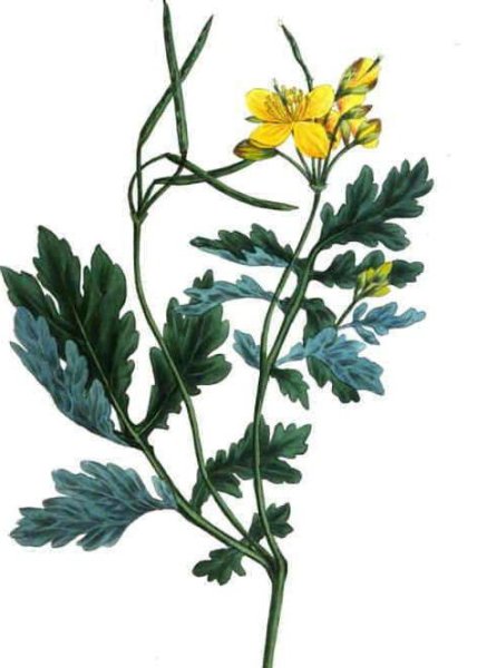 Лекарственные растения чистотел презентация