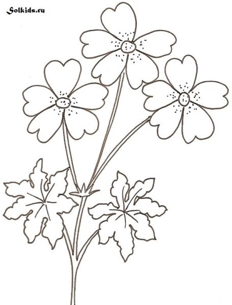 Чистотел схема растения