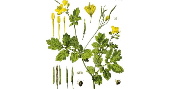 Чистотел ЛРС