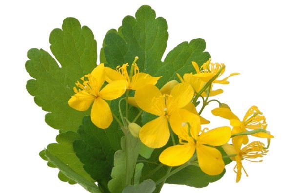 Чистотел Chelidonium majus