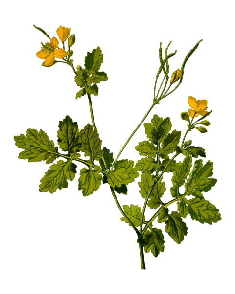 Чистотел Фармакогнозия