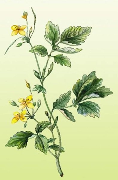 Чистотел на белом фоне