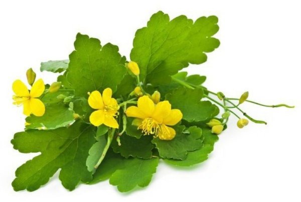 Чистотел растение