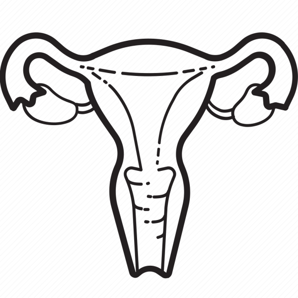 Матка вектор