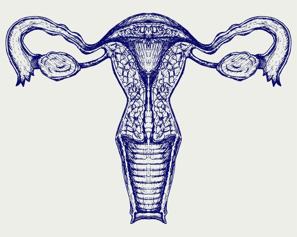 Матка схематично