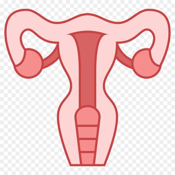 Органы женской репродуктивной системы цветка