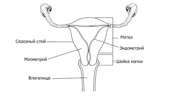 Красивая матка