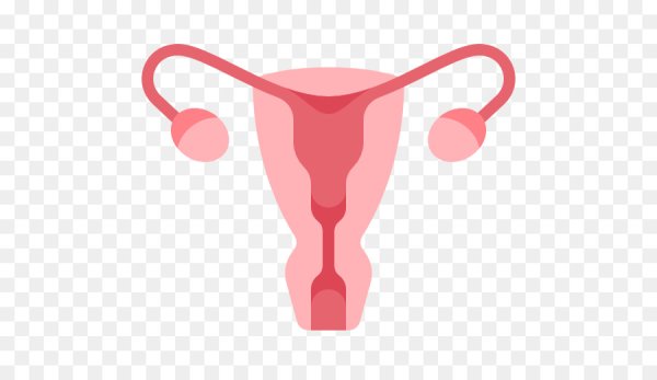 Репродуктивная система матки