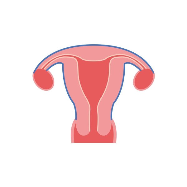 Матка uterus